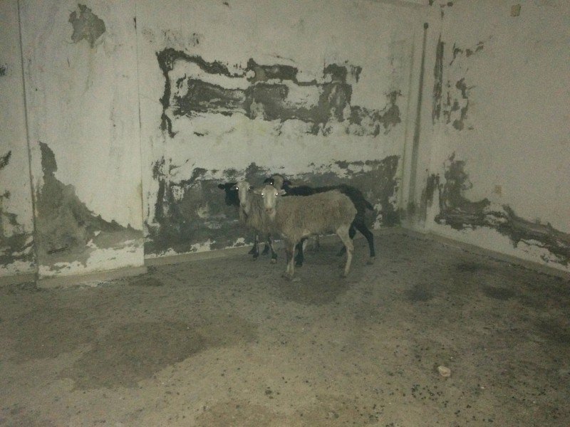 Κρήτη: Σοκ από τις εικόνες με πρόβατα που πέθαναν από ασιτία (Photos)