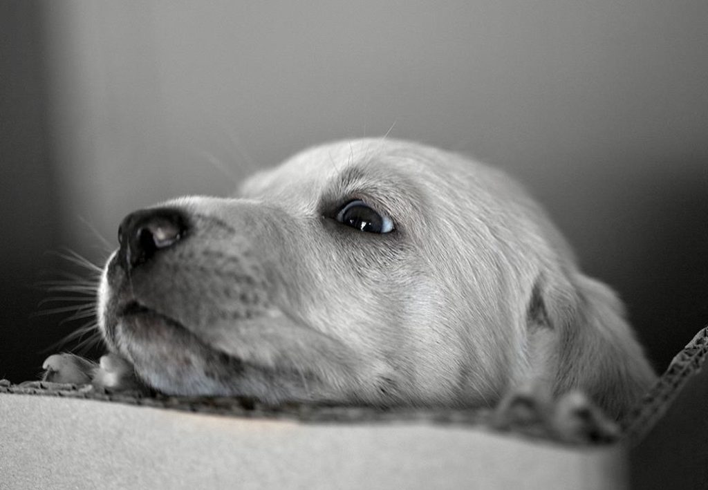 Έρευνα: Πώς τα σκυλιά κλέβουν με τα μάτια τους τις καρδιές μας!