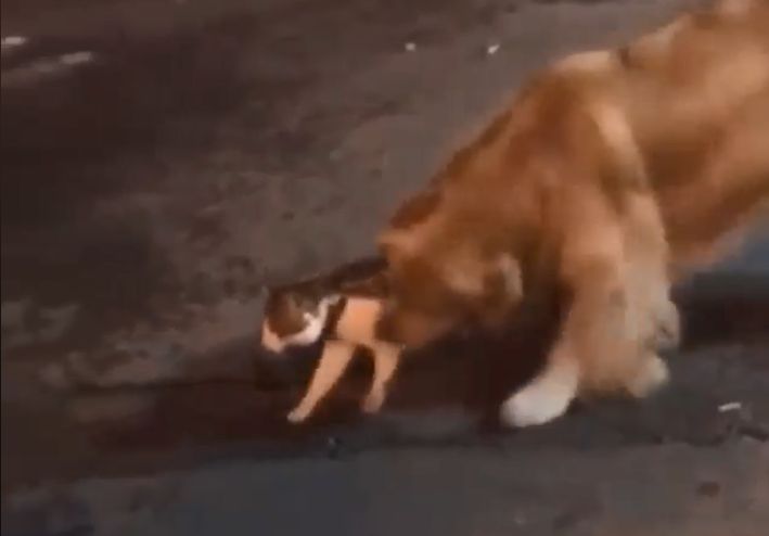 Σκύλος συγκρατεί «θερμόαιμη» γάτα για να μην… τσακωθεί (Video)