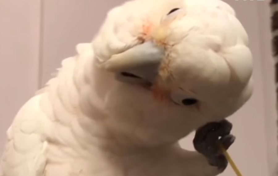 Παπαγάλος ξύνει το κεφάλι του με… μακαρόνι και γίνεται viral (Video)