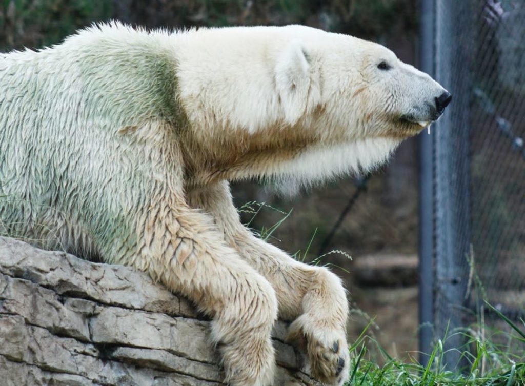 Πολική αρκούδα βρέθηκε εξουθενωμένη και πεινασμένη σε πόλη της Σιβηρίας (Video)