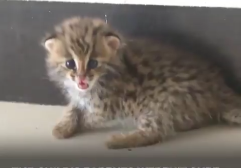 Κίνα: Βρήκε στο δρόμο δύο μικρά «γατάκια» αλλά τελικά βγήκαν… λεοπαρδαλάκια (Video)