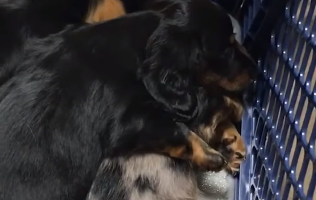 Κουτάβι αγκαλιάζει το αδερφάκι του που βλέπει… εφιάλτη (Video)