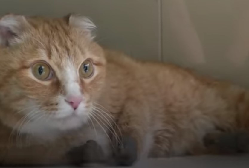 Γνωρίστε τον γάτο με τις τέσσερις προσθετικές πατούσες (Video)