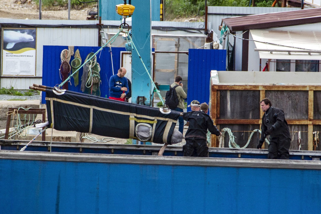 Ρωσία: Απελευθερώθηκαν oι πρώτες όρκες και φάλαινες μπελούγκα από την «φυλακή των κητών» (Photos & Video)