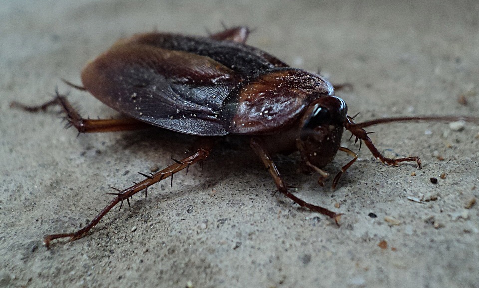 Οι κατσαρίδες «μεταλλάσσονται» ακυρώνοντας τα εντομοκτόνα – Μόνο με «σώμα με σώμα» μάχες η εξολόθρευσή τους;