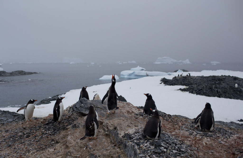 Η Ανταρκτική «λιώνει» πιο γρήγορα από την Αρκτική – Δύσκολη η ζωή των πιγκουίνων