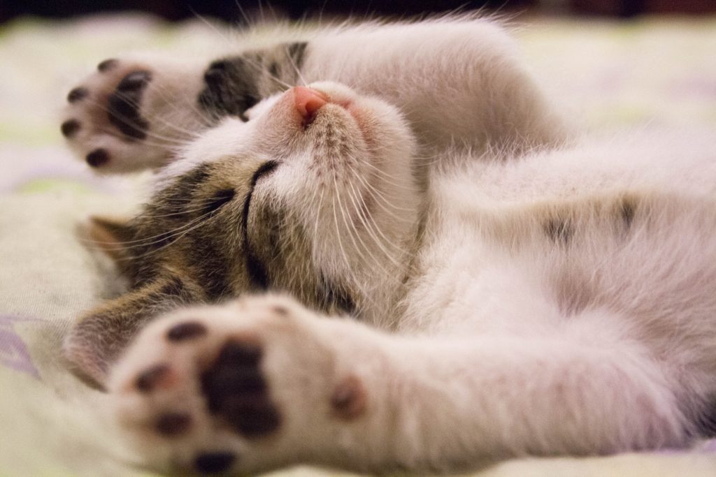 Γάτα λατρεύει το μασάζ στις πατούσες της – Η ξεκαρδιστική αντίδρασή της (Video)