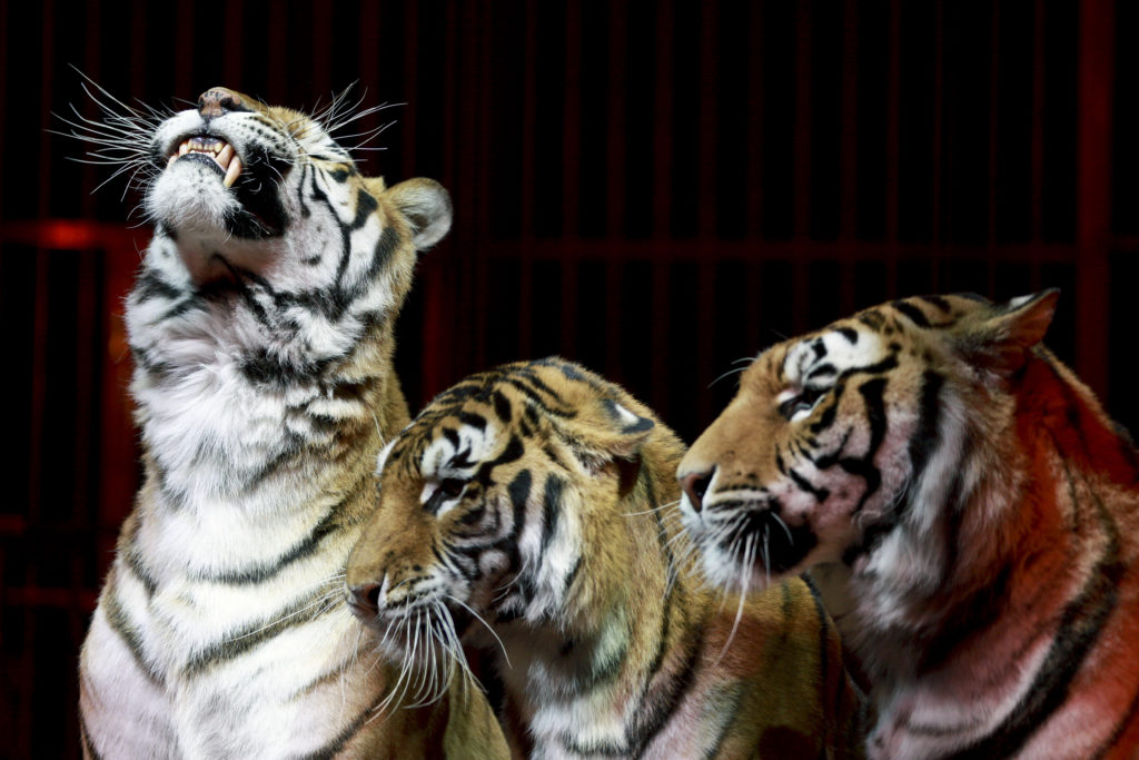 Ιταλία: 4 τίγρεις κατασπάραξαν τον θηριοδαμαστή τους σε τσίρκο λίγο πριν την παρασταση
