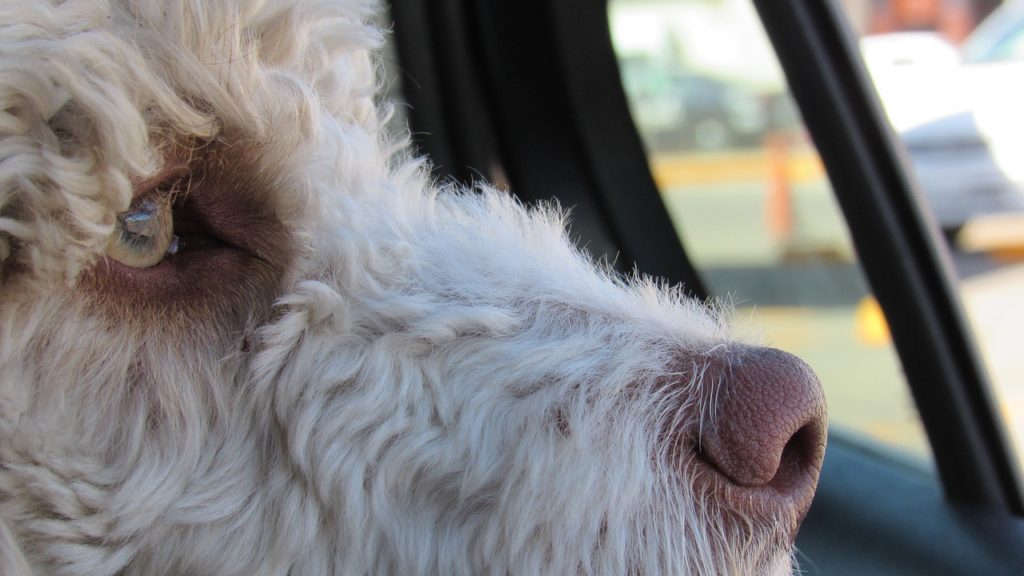 Βόλος: Αθώος για το ποινικό σκέλος ο ιδιοκτήτης του σκύλου που πέθανε στο αυτοκίνητο -Πρόστιμο 30.000 ευρώ