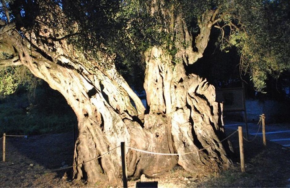 «Ευδοκία»: Το ελαιόδεντρο της Κέρκυρας που έκλεισε αισίως τους… 11 αιώνες ζωής!