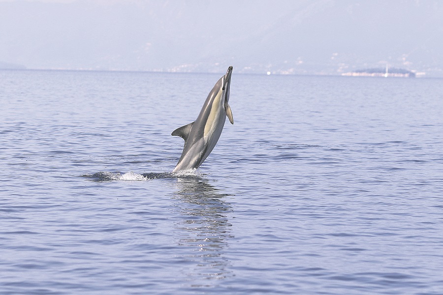 SOS για τα δελφίνια του Ιονίου