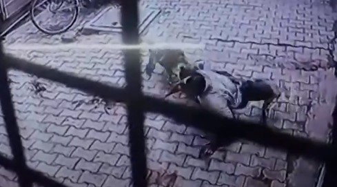 Ινδία: Κι εκεί που γυρνούσε σπίτι του δέχτηκε επίθεση από μαϊμούδες (Video)