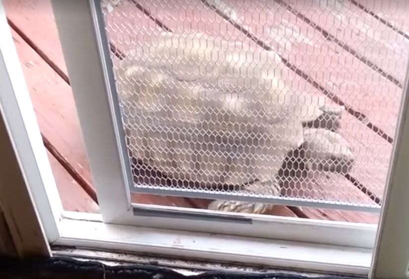 Χελώνα… ανοίγει την πόρτα για να μπει στο σπίτι (Video)