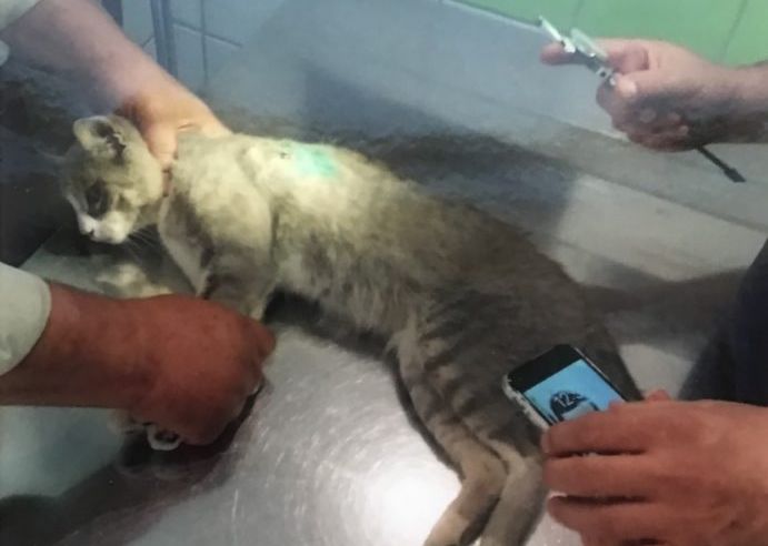 Λαμία: Λυκειάρχης πυροβόλησε εν ψυχρώ γάτα που έμεινε παράλυτη (Photos)