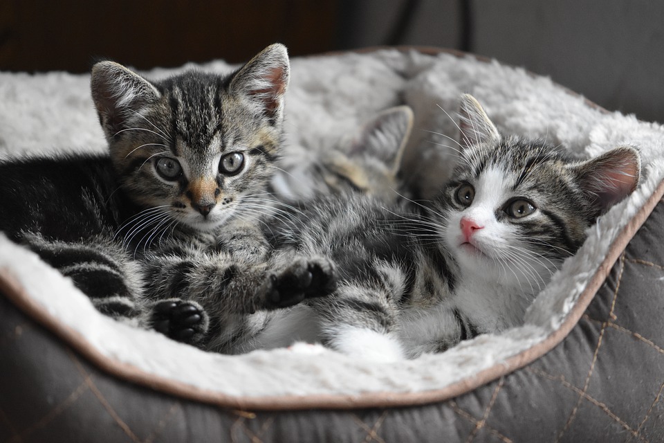 Η Πολιτεία της Νέας Υόρκης απαγόρευσε την ονυχεκτομή στις γάτες