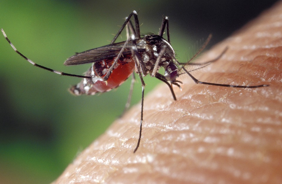 «Μάχη» και μέτρα για τα κουνούπια στην Κεντρική Μακεδονία