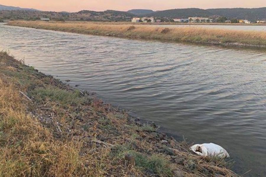 Μυτιλήνη: Περπατούσε στην Καλλονή και βρήκε νεκρό σκύλο πεταμένο σε τσουβάλι μέσα στο κανάλι