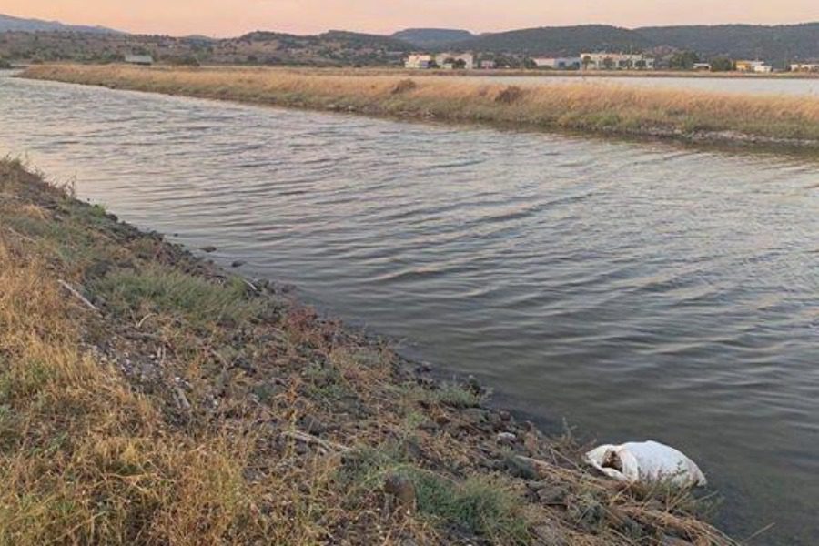 Μυτιλήνη: Περπατούσε στην Καλλονή και βρήκε νεκρό σκύλο πεταμένο σε τσουβάλι μέσα στο κανάλι