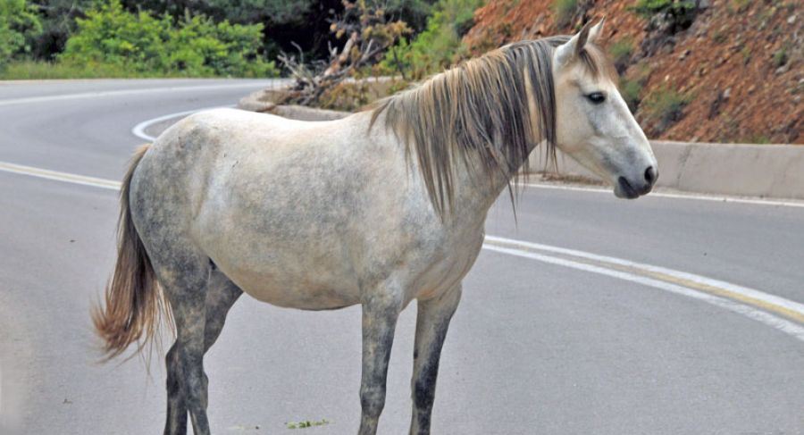 Ελεύθερο άλογο περιφερόταν στη δυτική Θεσσαλονίκη και τραυματίστηκε (Video)