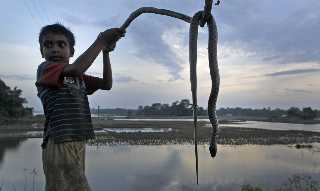 Άνδρας δάγκωσε φίδι στην Ινδία!
