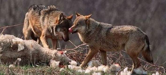 Οι λύκοι κατακλύζουν την Πάρνηθα και απειλούν τα κόκκινα ελάφια