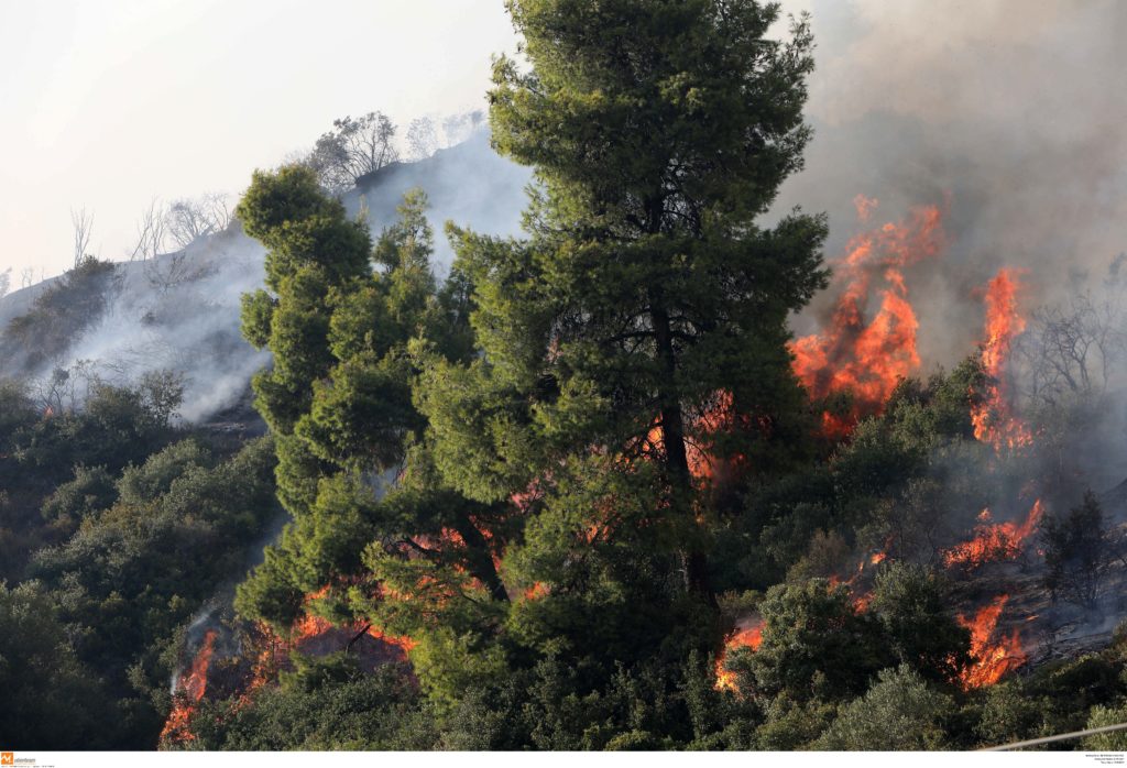 Συμπαγές πευκοδάσος καίει η φωτιά στην Εύβοια