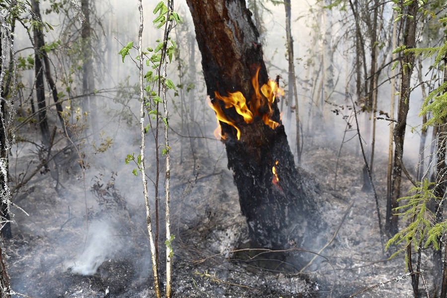 Συνεχίζεται η μάχη με τις φλόγες στη Σιβηρία – Τουλάχιστον 100 χρόνια για την αποκατάσταση των δασών