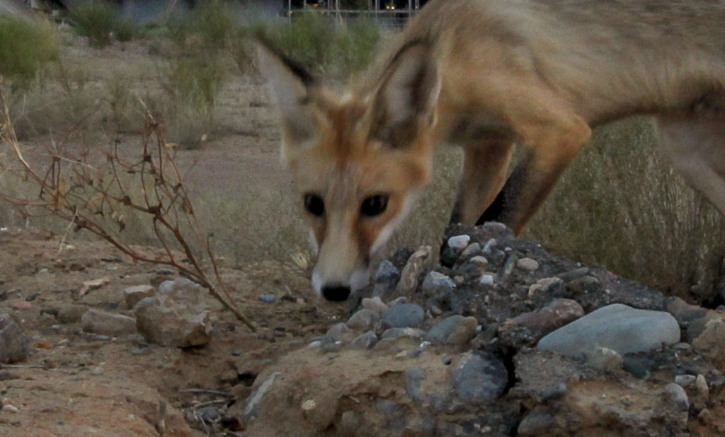 Σιβηρία – Φωτιά: Απελπισμένες αλεπούδες ψάχνουν τροφή (Video)