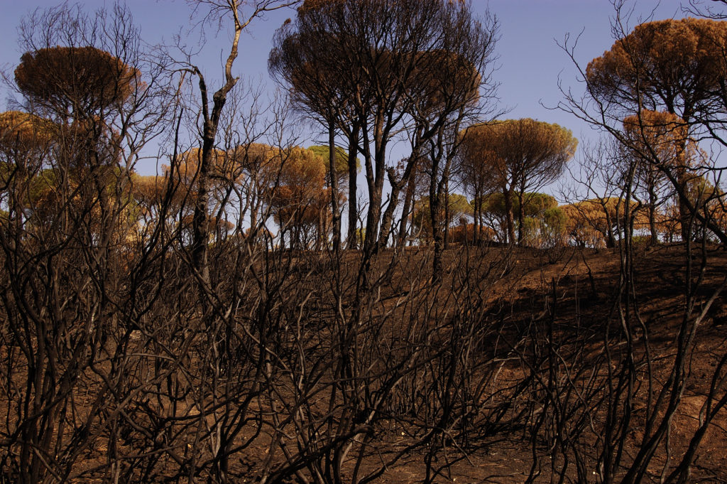 3.750.000 στρέμματα δασών καίγονται κάθε χρόνο στη Μεσόγειο
