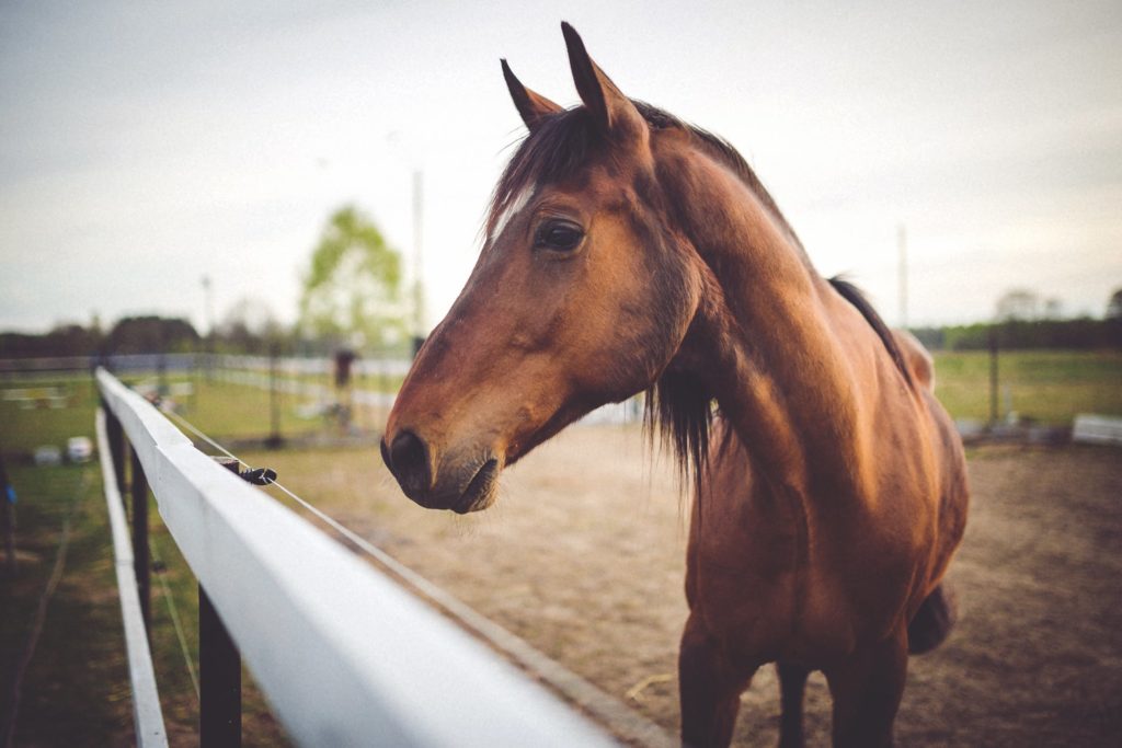 Άλογο λατρεύει το… πεντικιούρ και το δείχνει (Video)