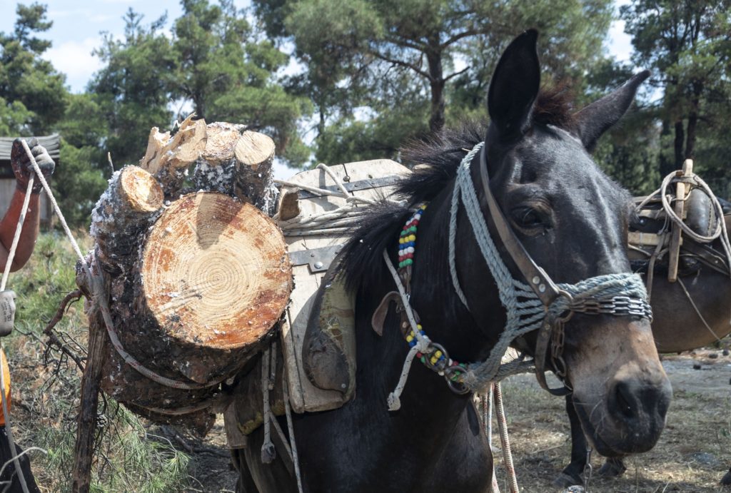 «Σε καλή κατάσταση τα άλογα που μεταφέρουν ξυλεία στο Σέιχ Σου» (Photos)