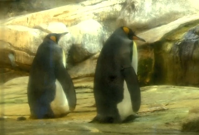 Ένα ζευγάρι gay πιγκουίνων υιοθέτησε ένα αβγό (Video)