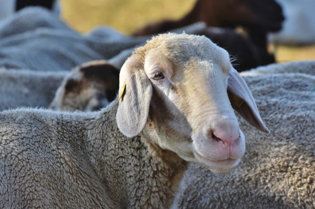 Χανιά: Πέταξαν νεκρό και δεμένο πρόβατο σε παιδική χαρά (Προσοχή, σκληρές photos)