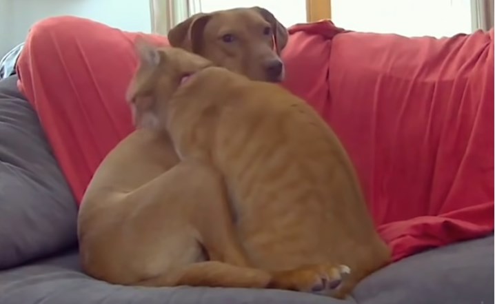 Ένα υπέροχο ζευγάρι: Ο σκυλάκος που αγχώνεται μόνος του και η γάτα που τον παρηγορεί (Video)