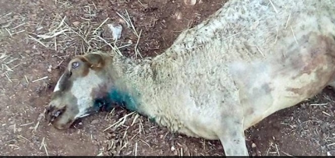 Λύκοι κατασπαράζουν πρόβατα – Σε απόγνωση οι κτηνοτρόφοι στη Μαγνησία