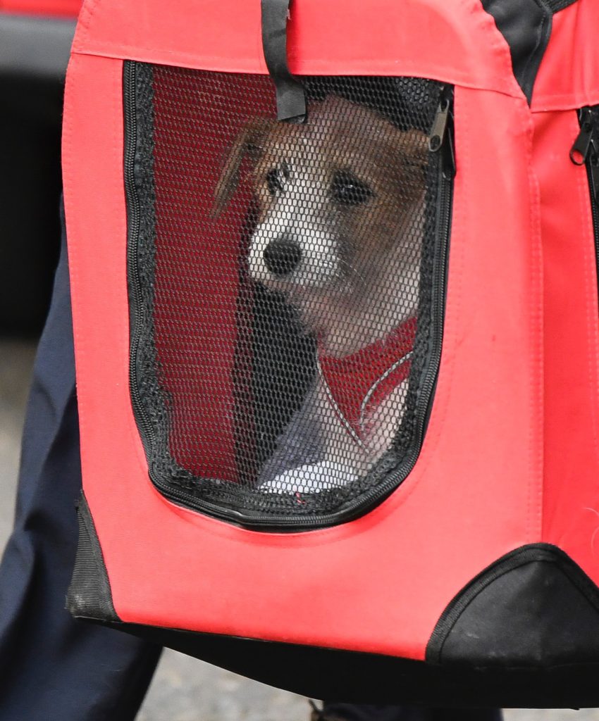 Το σκυλάκι του Μπόρις Τζόνσον έφτασε στην Ντάουνινγκ Στριτ και ο Λάρι απέκτησε «ανταγωνιστή» (Video)