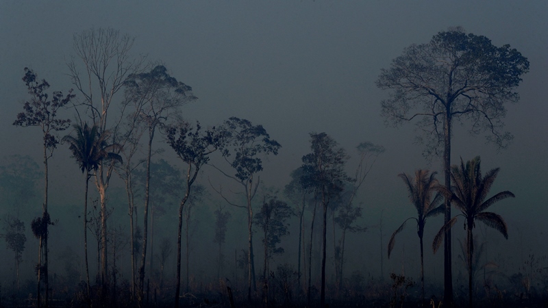 Οι 7 από τις χώρες του Αμαζονίου υπέγραψαν σύμφωνο για την προστασία του τροπικού δάσους