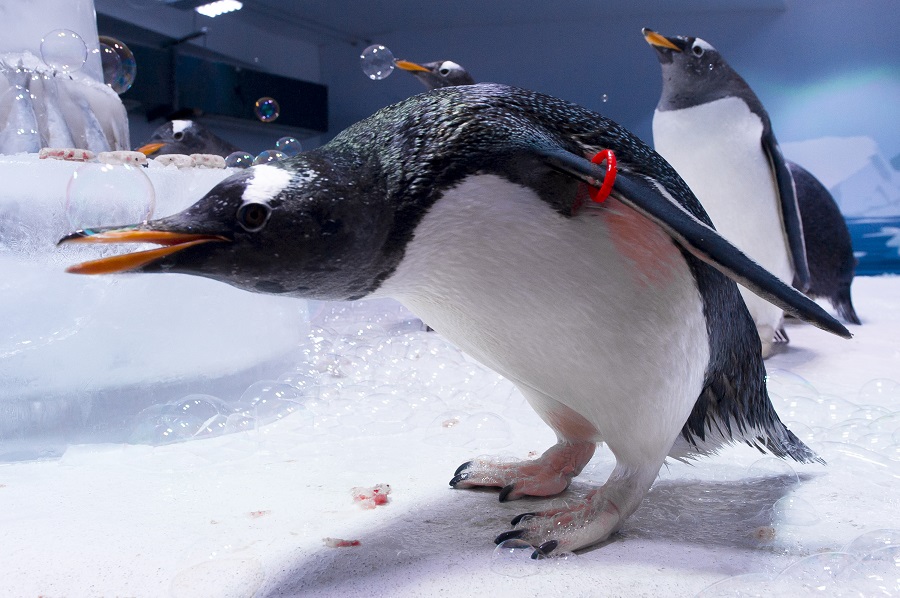 Ένα ζευγάρι θηλυκών πιγκουίνων θα αναθρέψει το πρώτο πιγκουινάκι «ουδετέρου γένους»