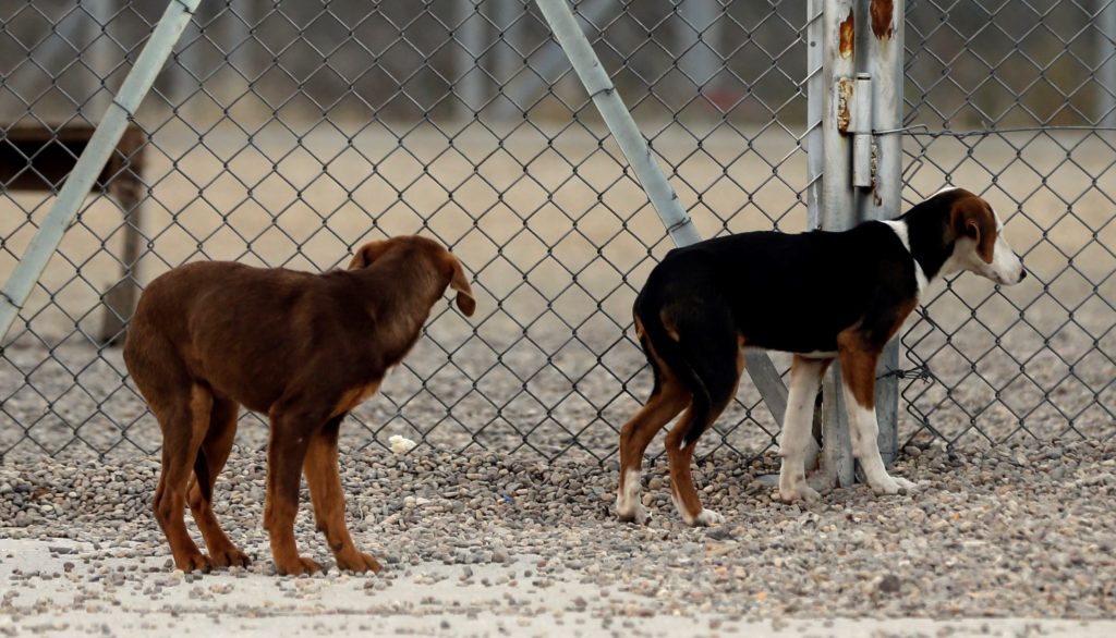 Έλεγχοι και συλλήψεις στην Κρήτη για παραβάσεις της Νομοθεσίας περί ζώων συντροφιάς
