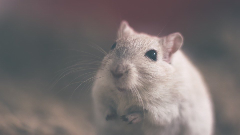 Ερευνητές έμαθαν σε ποντίκια να… παίζουν κρυφτό
