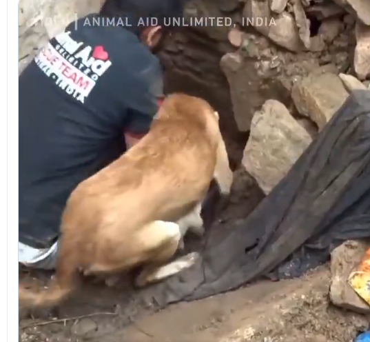 Σκυλίτσα σκάβει μανιωδώς μέσα στα ερείπια για να βρει τα κουτάβια της (Video)