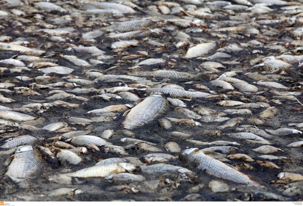 Άμεση λύση ζητούν οι Οικολόγοι μετά τα χιλιάδες νεκρά ψάρια στη λίμνη Κορώνεια