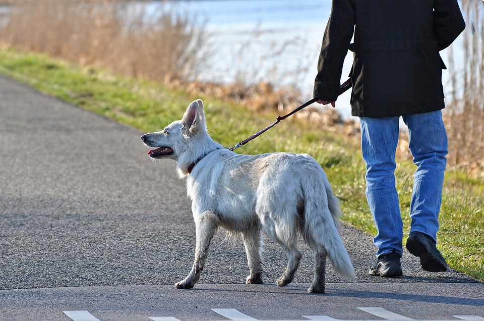 Οι ειδικοί το επιβεβαιώνουν: Ακόμα και η βόλτα με το σκύλο κάνει καλό