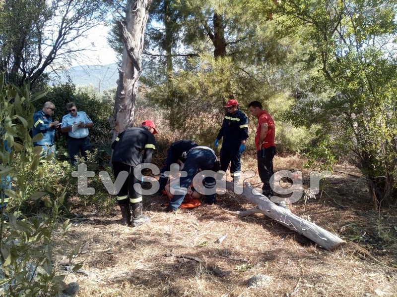 Χαλκίδα: 60χρονη καταπλακώθηκε από κλαριά ευκάλυπτου