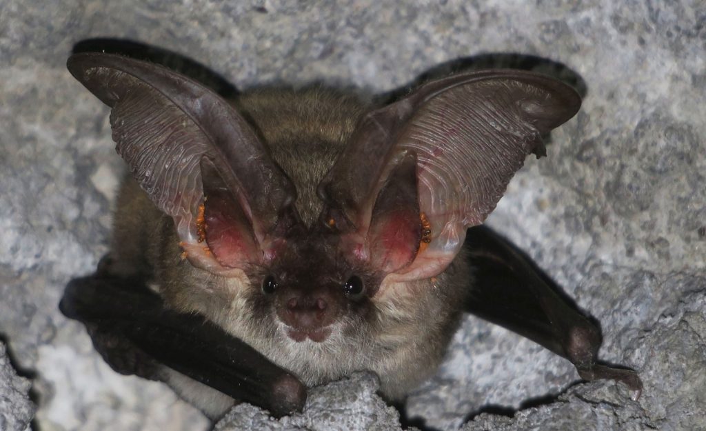 Ανακαλύφθηκε η μεγαλύτερη αποικία νυχτερίδων στην Ελλάδα (Photos)