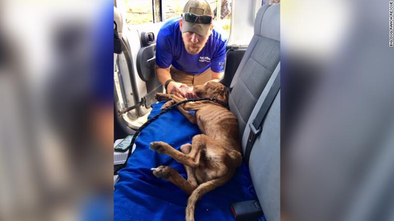 Σκύλος βρέθηκε ζωντανός κάτω από ερείπια ένα μήνα μετά το τυφώνα Ντόριαν (Video)