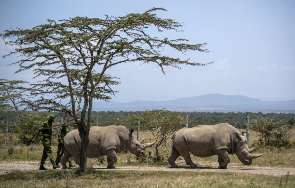 Μποτσουάνα: Οι λαθροθήρες σκότωσαν τους περισσότερους ρινόκερους από ποτέ