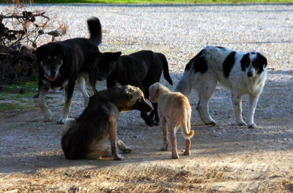 Aγέλη αδέσποτων σκύλων επιτέθηκε και τραυμάτισε εργαζόμενο στο Hot Spot Θερμοπυλών