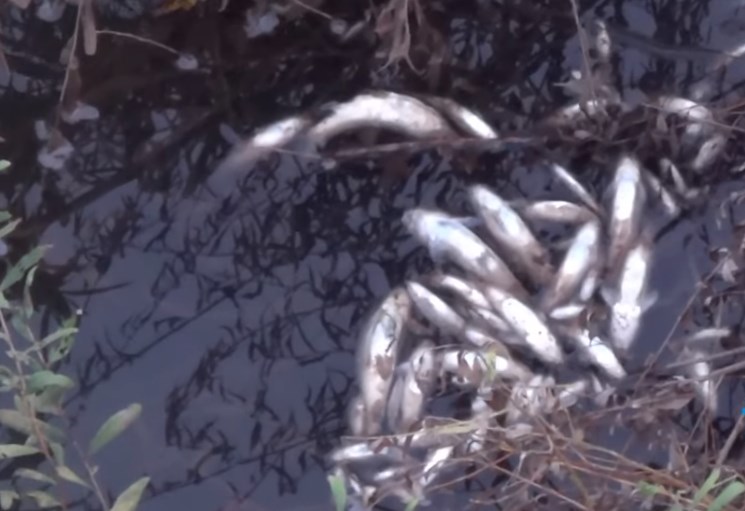 Οικολογική καταστροφή σε παραπόταμο του Πηνειού οδήγησε στο θάνατο εκατοντάδες ψάρια (Video)
